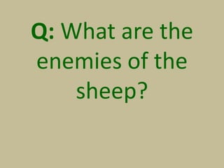 Q: What are the
enemies of the
sheep?
 