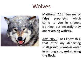 Wolves
Matthew 7:15 Beware of
false prophets, which
come to you in sheep's
clothing, but inwardly they
are ravening wolves.
Acts 20:29 For I know this,
that after my departing
shall grievous wolves enter
in among you, not sparing
the flock.
 