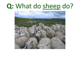 Q: What do sheep do?
 