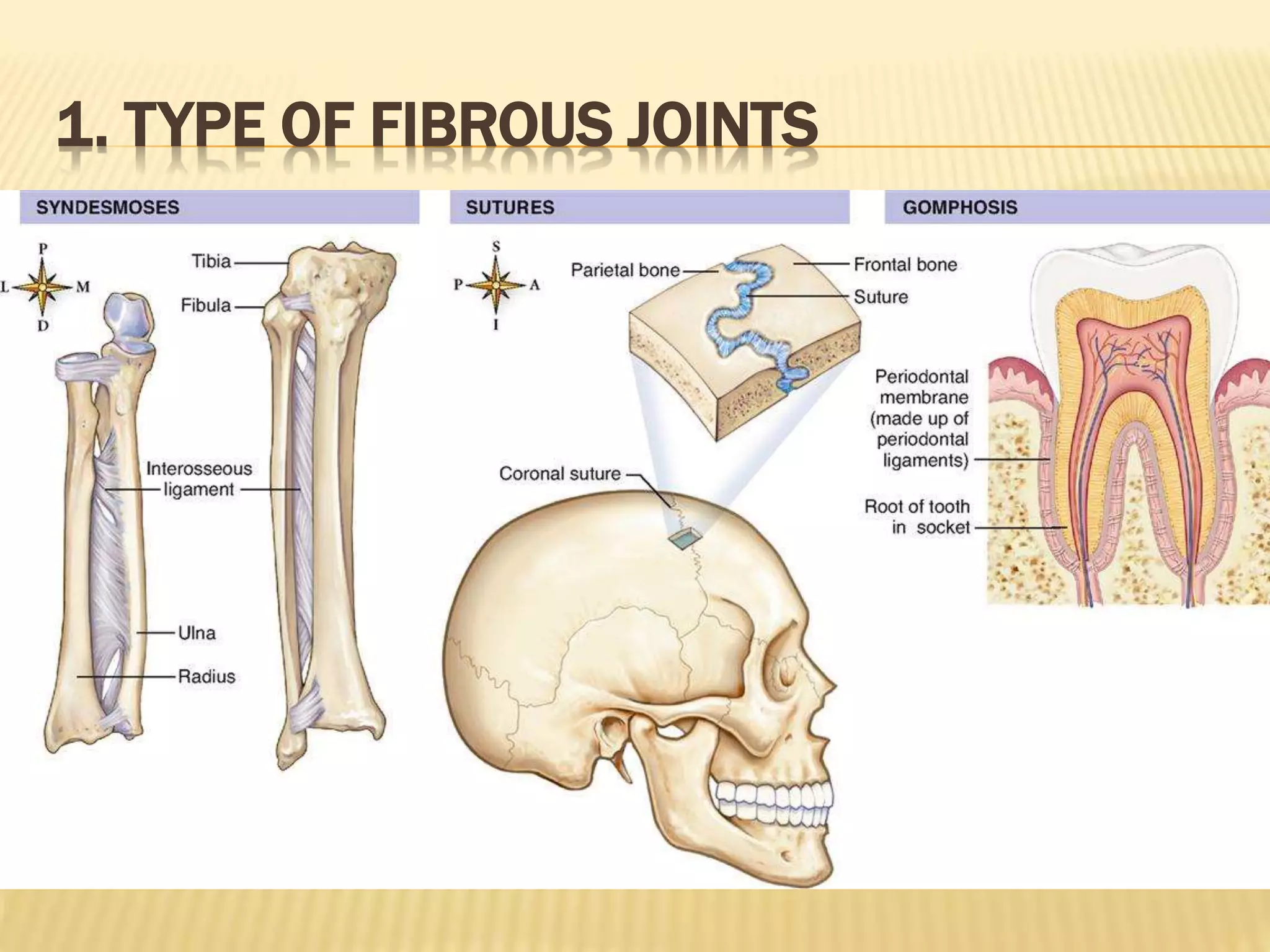 Joint Image ANATOMY & PHYSIOLOGY OF JOINT | PPTX