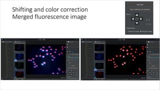 Shifting and color correction
Merged fluorescence image
 