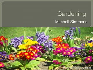 Gardening Mitchell Simmons 