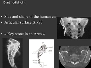 Diarthrodial joint

•  Size and shape of the human ear
•  Articular surface:S1-S3
•  « Key stone in an Arch »

 