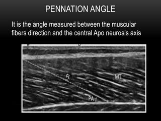 PENNATION ANGLE
It is the angle measured between the muscular
fibers direction and the central Apo neurosis axis
 