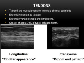 TENDONS
• Transmit the muscular tension to mobile skeletal segments
• Extremely resistant to traction.
• Extremely variable shape and dimensions.
• Consist of about 70% of type I collagen fibers.
 