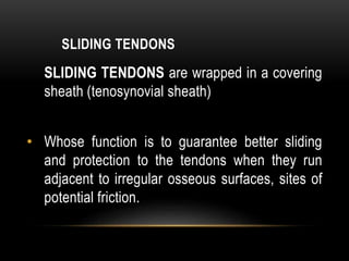 SLIDING TENDONS
SLIDING TENDONS are wrapped in a covering
sheath (tenosynovial sheath)
• Whose function is to guarantee better sliding
and protection to the tendons when they run
adjacent to irregular osseous surfaces, sites of
potential friction.
 