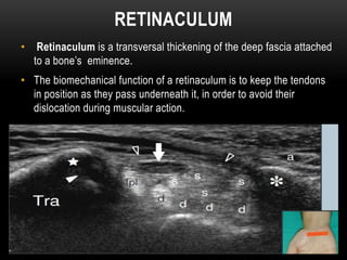 RETINACULUM
• Retinaculum is a transversal thickening of the deep fascia attached
to a bone’s eminence.
• The biomechanical function of a retinaculum is to keep the tendons
in position as they pass underneath it, in order to avoid their
dislocation during muscular action.
 