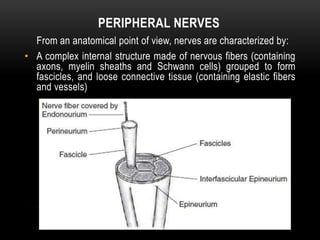From an anatomical point of view, nerves are characterized by:
• A complex internal structure made of nervous fibers (containing
axons, myelin sheaths and Schwann cells) grouped to form
fascicles, and loose connective tissue (containing elastic fibers
and vessels)
PERIPHERAL NERVES
 