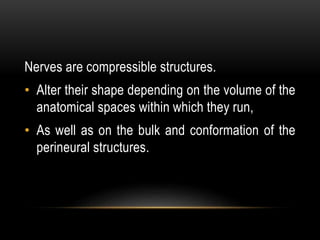 Nerves are compressible structures.
• Alter their shape depending on the volume of the
anatomical spaces within which they run,
• As well as on the bulk and conformation of the
perineural structures.
 