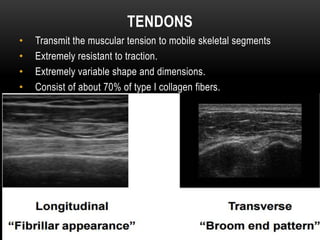 Tendon may either be:
Supporting
or
Sliding tendon
 