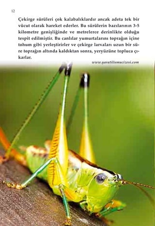 12
Çekirge sürüleri çok kalabalıklardır ancak adeta tek bir
vücut olarak hareket ederler. Bu sürülerin bazılarının 3-5
kilometre geniﬂli¤inde ve metrelerce derinlikte oldu¤u
tespit edilmiﬂtir. Bu canlılar yumurtalarını topra¤ın içine
tohum gibi yerleﬂtirirler ve çekirge larvaları uzun bir sü-
re topra¤ın altında kaldıktan sonra, yeryüzüne topluca ç›-
karlar.
www.yaratilismucizesi.com
 