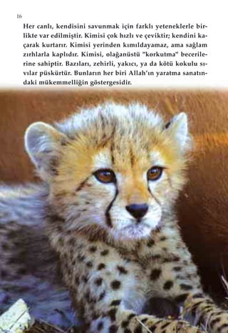 16
Her canlı, kendisini savunmak için farklı yeteneklerle bir-
likte var edilmiﬂtir. Kimisi çok hızlı ve çeviktir; kendini ka-
çarak kurtarır. Kimisi yerinden kımıldayamaz, ama sa¤lam
zırhlarla kaplıdır. Kimisi, ola¤anüstü "korkutma" becerile-
rine sahiptir. Bazıları, zehirli, yakıcı, ya da kötü kokulu s›-
v›lar püskürtür. Bunlar›n her biri Allah’›n yaratma sanat›n-
daki mükemmelli¤in göstergesidir.
 