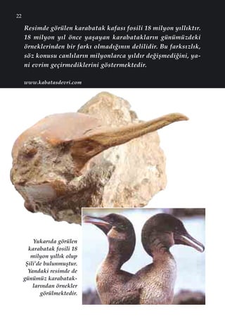 22
Resimde görülen karabatak kafas› fosili 18 milyon y›ll›kt›r.
18 milyon y›l önce yaﬂayan karabataklar›n günümüzdeki
örneklerinden bir fark› olmad›¤›n›n delilidir. Bu farks›zl›k,
söz konusu canl›lar›n milyonlarca y›ld›r de¤iﬂmedi¤ini, ya-
ni evrim geçirmediklerini göstermektedir.
Yukar›da görülen
karabatak fosili 18
milyon y›ll›k olup
ﬁili’de bulunmuﬂtur.
Yandaki resimde de
günümüz karabatak-
lar›ndan örnekler
görülmektedir.
www.kabatasdevri.com
 