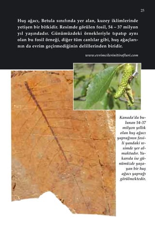 25
Huﬂ a¤ac›, Betula s›n›f›nda yer alan, kuzey iklimlerinde
yetiﬂen bir bitkidir. Resimde görülen fosil, 54 – 37 milyon
y›l yaﬂ›ndad›r. Günümüzdeki örnekleriyle t›pat›p ayn›
olan bu fosil örne¤i, di¤er tüm canl›lar gibi, huﬂ a¤açlar›-
n›n da evrim geçirmedi¤inin delillerinden biridir.
Kanada’da bu-
lunan 54-37
milyon y›ll›k
olan huﬂ a¤ac›
yapra¤›n›n fosi-
li yandaki re-
simde yer al-
maktad›r. Yu-
kar›da ise gü-
nümüzde yaﬂa-
yan bir huﬂ
a¤ac› yapra¤›
görülmektedir.
www.evrimcilerinitiraflari.com
 