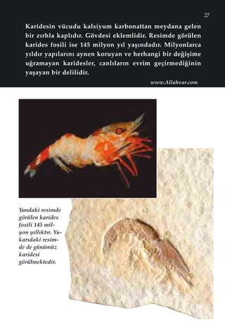 27
Karidesin vücudu kalsiyum karbonattan meydana gelen
bir z›rhla kapl›d›r. Gövdesi eklemlidir. Resimde görülen
karides fosili ise 145 milyon y›l yaﬂ›ndad›r. Milyonlarca
y›ld›r yap›lar›n› aynen koruyan ve herhangi bir de¤iﬂime
u¤ramayan karidesler, canl›lar›n evrim geçirmedi¤inin
yaﬂayan bir delilidir.
Yandaki resimde
görülen karides
fosili 145 mil-
yon y›ll›kt›r. Yu-
kar›daki resim-
de de günümüz
karidesi
görülmektedir.
www.Allahvar.com
 