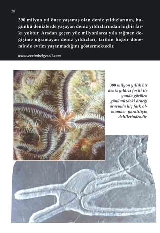 28
390 milyon y›l önce yaﬂam›ﬂ olan deniz y›ld›zlar›n›n, bu-
günkü denizlerde yaﬂayan deniz y›ld›zlar›ndan hiçbir far-
k› yoktur. Aradan geçen yüz milyonlarca y›la ra¤men de-
¤iﬂime u¤ramayan deniz y›ld›zlar›, tarihin hiçbir döne-
minde evrim yaﬂanmad›¤›n› göstermektedir.
www.evrimbelgeseli.com
www.evrimbelgeseli.com
300 milyon y›ll›k bir
deniz y›ld›z› fosili ile
yanda görülen
günümüzdeki örne¤i
aras›nda hiç fark ol-
mamas› yarat›l›ﬂ›n
delillerindendir.
 