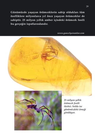 29
Günümüzde yaﬂayan örümceklerin sahip olduklar› tüm
özelliklere milyonlarca y›l önce yaﬂayan örümcekler de
sahiptir. 25 milyon y›ll›k amber içindeki örümcek fosili
bu gerçe¤in ispatlar›ndand›r.
25 milyon y›ll›k
örümcek fosili
(üstte). Solda ise
günümüzdeki örne¤i
görülüyor.
www.guncelyorumlar.com
 