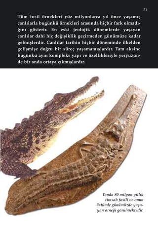 31
Tüm fosil örnekleri yüz milyonlarca yıl önce yaﬂamıﬂ
canlılarla bugünkü örnekleri arasında hiçbir fark olmad›-
¤›n› gösterir. En eski jeolojik dönemlerde yaﬂayan
canlılar dahi hiç de¤iﬂiklik geçirmeden günümüze kadar
gelmiﬂlerdir. Canlılar tarihin hiçbir döneminde ilkelden
geliﬂmiﬂe do¤ru bir süreç yaﬂamamıﬂlardır. Tam aksine
bugünkü aynı kompleks yapı ve özellikleriyle yeryüzün-
de bir anda ortaya çıkmıﬂlardır.
Yanda 80 milyon y›ll›k
timsah fosili ve onun
üstünde günümüzde yaﬂa-
yan örne¤i görülmektedir.
 