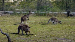 Australian Wildlife
 