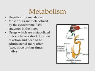 Metabolism
• Hepatic drug metabolism
• Most drugs are metabolized
by the cytochrome P450
enzymes in the liver.
• Drugs which are metabolized
quickly have a short duration
of action and need to be
administered more often
(two, three or four times
daily).
 