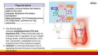  The thyroid gland
releases triiodothyronine (T3) and
thyroxine (T4). These hormones play an
important role in regulation of your weight,
energy levels, internal temperature, skin,
hair, nail growth, metabolism and is an
important part of the endocrine system.
 Calcitonin is a hormone that plays a role in
regulating the level of calcium in your blood by
decreasing it.
Mark Abejo
abejo
 