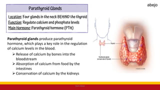 Parathyroid glands produce parathyroid
hormone, which plays a key role in the regulation
of calcium levels in the blood.
Release of calcium by bones into the
bloodstream
Absorption of calcium from food by the
intestines
Conservation of calcium by the kidneys
Mark Abejo
abejo
 