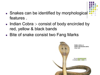 ● Snakes can be identified by morphological
features .
● Indian Cobra :- consist of body encircled by
red, yellow & black bands
● Bite of snake consist two Fang Marks
 