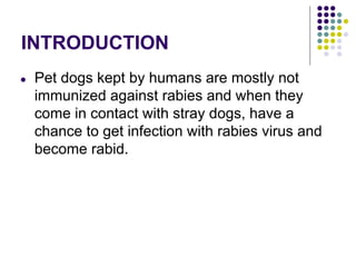 INTRODUCTION
● Pet dogs kept by humans are mostly not
immunized against rabies and when they
come in contact with stray dogs, have a
chance to get infection with rabies virus and
become rabid.
 