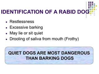 IDENTIFICATION OF A RABID DOG
● Restlessness
● Excessive barking
● May lie or sit quiet
● Drooling of saliva from mouth (Frothy)
QUIET DOGS ARE MOST DANGEROUS
THAN BARKING DOGS
 
