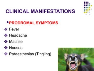 CLINICAL MANIFESTATIONS
•PRODROMAL SYMPTOMS
❖ Fever
❖ Headache
❖ Malaise
❖ Nausea
❖ Paraesthesias (Tingling)
 
