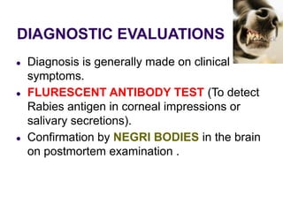 DIAGNOSTIC EVALUATIONS
● Diagnosis is generally made on clinical
symptoms.
● FLURESCENT ANTIBODY TEST (To detect
Rabies antigen in corneal impressions or
salivary secretions).
● Confirmation by NEGRI BODIES in the brain
on postmortem examination .
 