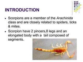 INTRODUCTION
● Scorpions are a member of the Arachinida
class and are closely related to spiders, ticks
& mites.
● Scorpion have 2 pincers,8 legs and an
elongated body with a tail composed of
segments.
 