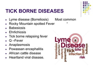 TICK BORNE DISEASES
● Lyme disease (Borreliosis) Most common
● Rocky Mountain spotted Fever “
● Babesiosis
● Ehrlichiosis
● Tick borne relapsing fever
● Q –Fever
● Anaplasmosis
● Powassan encephalitis
● African cattle disease
● Heartland viral disease.
 