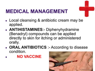 MEDICAL MANAGEMENT
● Local cleansing & antibiotic cream may be
applied.
● ANTIHISTAMINES:- Diphenyhydramine
(Benadryl) compounds can be applied
directly to skin for itching or administered
orally.
● ORAL ANTIBIOTICS :- According to disease
condition.
● NO VACCINE
 