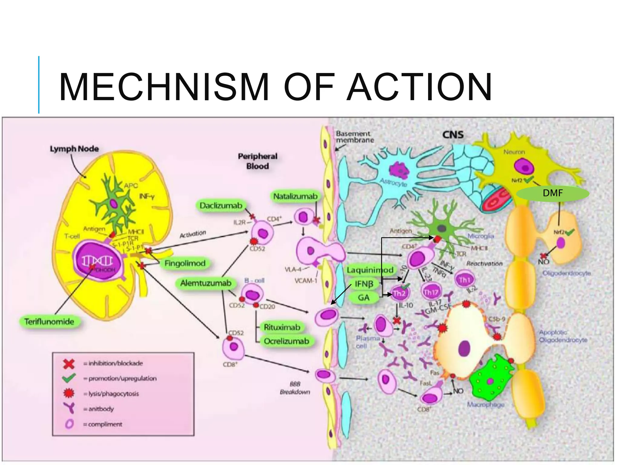MECHNISM OF ACTION
DMF
 