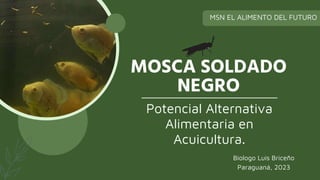 MOSCA SOLDADO
NEGRO
MSN EL ALIMENTO DEL FUTURO
Biologo Luis Briceño
Paraguaná, 2023
Potencial Alternativa
Alimentaria en
Acuicultura.
 