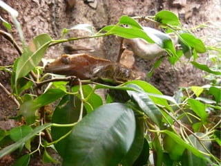 Sensing Nature 