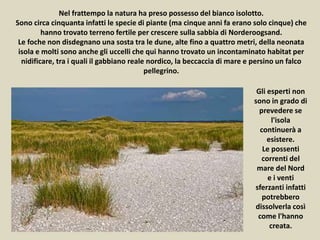 Nel frattempo la natura ha preso possesso del bianco isolotto.
Sono circa cinquanta infatti le specie di piante (ma cinque anni fa erano solo cinque) che
hanno trovato terreno fertile per crescere sulla sabbia di Norderoogsand.
Le foche non disdegnano una sosta tra le dune, alte fino a quattro metri, della neonata
isola e molti sono anche gli uccelli che qui hanno trovato un incontaminato habitat per
nidificare, tra i quali il gabbiano reale nordico, la beccaccia di mare e persino un falco
pellegrino.
Gli esperti non
sono in grado di
prevedere se
l'isola
continuerà a
esistere.
Le possenti
correnti del
mare del Nord
e i venti
sferzanti infatti
potrebbero
dissolverla così
come l'hanno
creata.
 
