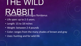 THE WILD
RABBIT

• Scientific name: Sylvilagus floridanus

• Life span: up to 2-3 years.
• Length: 15 to 18 inches
• Weight: between 2-4 pounds
• Color: ranges from the many shades of brown and gray
• Uses: hunting and for wild life

 
