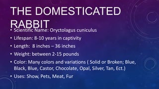 THE DOMESTICATED
RABBITOryctolagus cuniculus
• Scientific Name:
• Lifespan: 8-10 years in captivity
• Length: 8 inches – 36 inches

• Weight: between 2-15 pounds
• Color: Many colors and variations ( Solid or Broken; Blue,
Black, Blue, Castor, Chocolate, Opal, Silver, Tan, Ect.)
• Uses: Show, Pets, Meat, Fur

 