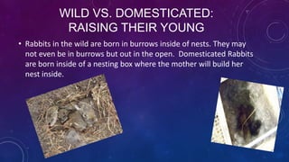 WILD VS. DOMESTICATED:
RAISING THEIR YOUNG
• Rabbits in the wild are born in burrows inside of nests. They may
not even be in burrows but out in the open. Domesticated Rabbits
are born inside of a nesting box where the mother will build her
nest inside.

 