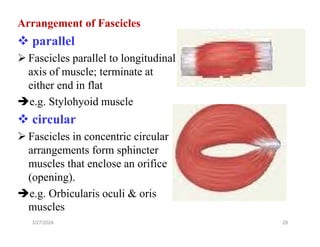 SKELETAL MUSCULAR SYETEM SYETEM OF HUMAN | PDF