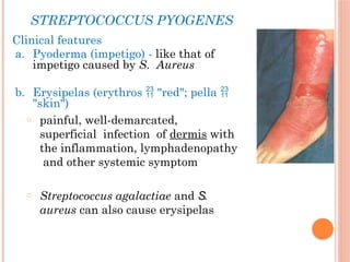 Strep. Pyogenes Pyoderma Musculoskeleton microbiology for medici | PPTX