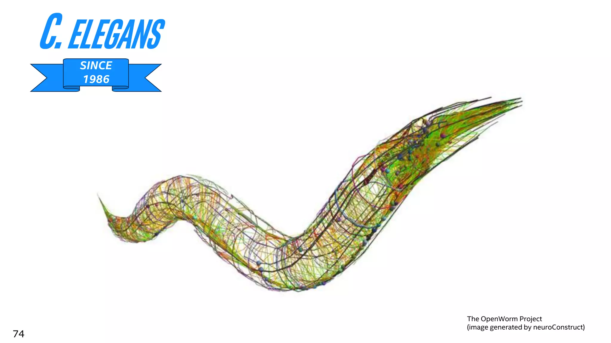 74
C.elegans
74
The OpenWorm Project
(image generated by neuroConstruct)
SINCE
1986
 