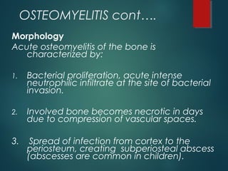 OSTEOMYELITIS cont….
Morphology
Acute osteomyelitis of the bone is
characterized by:
1. Bacterial proliferation, acute intense
neutrophilic infiltrate at the site of bacterial
invasion.
2. Involved bone becomes necrotic in days
due to compression of vascular spaces.
3. Spread of infection from cortex to the
periosteum, creating subperiosteal abscess
(abscesses are common in children).
 