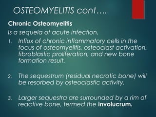 OSTEOMYELITIS cont….
Chronic Osteomyelitis
Is a sequela of acute infection.
1. Influx of chronic inflammatory cells in the
focus of osteomyelitis, osteoclast activation,
fibroblastic proliferation, and new bone
formation result.
2. The sequestrum (residual necrotic bone) will
be resorbed by osteoclastic activity.
3. Larger sequestra are surrounded by a rim of
reactive bone, termed the involucrum.
 