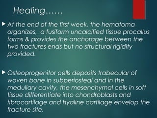 Healing……
 At the end of the first week, the hematoma
organizes, a fusiform uncalcified tissue procallus
forms & provides the anchorage between the
two fractures ends but no structural rigidity
provided.
 Osteoprogenitor cells deposits trabecular of
woven bone in subperiosteal and in the
medullary cavity, the mesenchymal cells in soft
tissue differentiate into chondroblasts and
fibrocartilage and hyaline cartilage envelop the
fracture site.
 