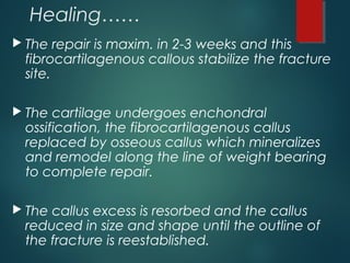 Healing……
 The repair is maxim. in 2-3 weeks and this
fibrocartilagenous callous stabilize the fracture
site.
 The cartilage undergoes enchondral
ossification, the fibrocartilagenous callus
replaced by osseous callus which mineralizes
and remodel along the line of weight bearing
to complete repair.
 The callus excess is resorbed and the callus
reduced in size and shape until the outline of
the fracture is reestablished.
 