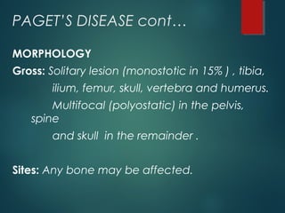 PAGET’S DISEASE cont…
MORPHOLOGY
Gross: Solitary lesion (monostotic in 15% ) , tibia,
ilium, femur, skull, vertebra and humerus.
Multifocal (polyostatic) in the pelvis,
spine
and skull in the remainder .
Sites: Any bone may be affected.
 
