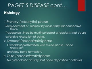 PAGET’S DISEASE cont…
Histology
1.Primary (osteolytic) phase
Rreplacement of marrow by loose vascular connective
tissue.
Trabeculae lined by multinculeated osteoclasts that cause
extensive resorption of bone.
2. Second (osteoblastic)phase
Osteoblast proliferation with mixed phase, bone
resorption
and new bone formation.
3. Third (osteosclerotic)phase
No osteoclastic activity, but bone deposition continues.
 
